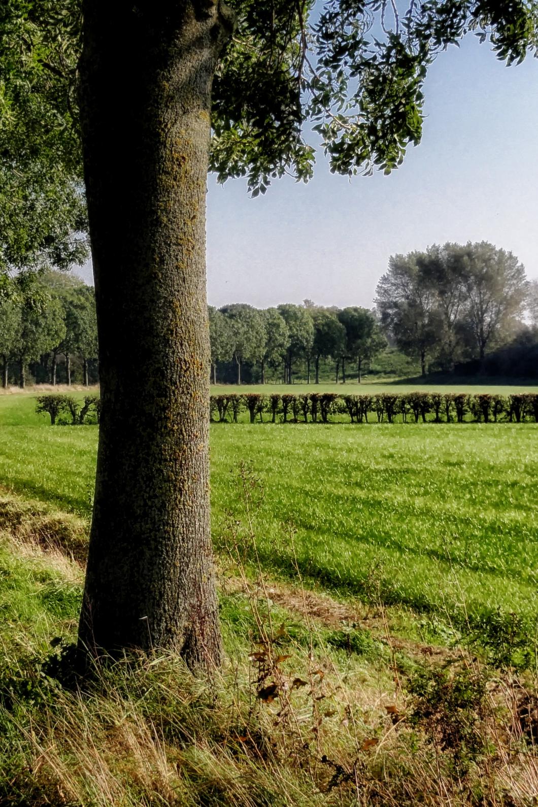 Een rij bomen langs weides met gras op een zonnige dag