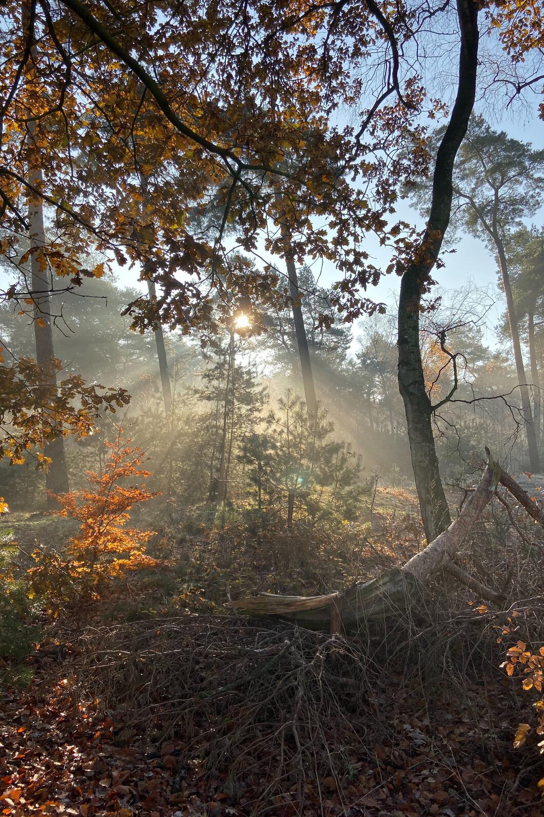 natuur