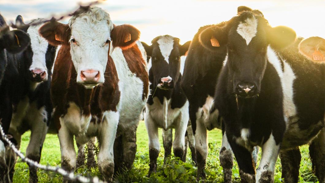 Afbeelding van koeien achter prikkeldraad in een weiland