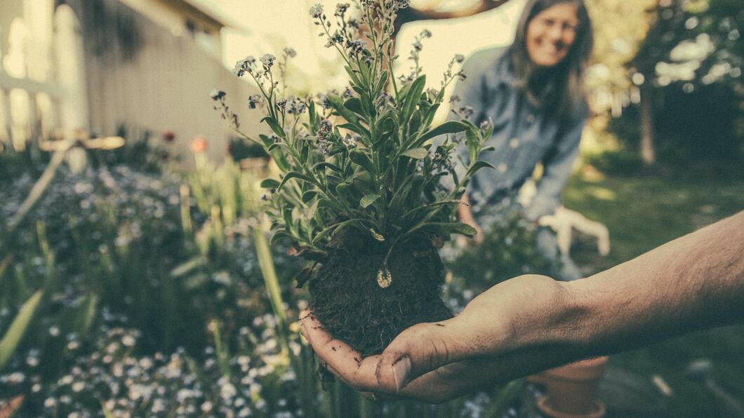 Een groeiend plantje