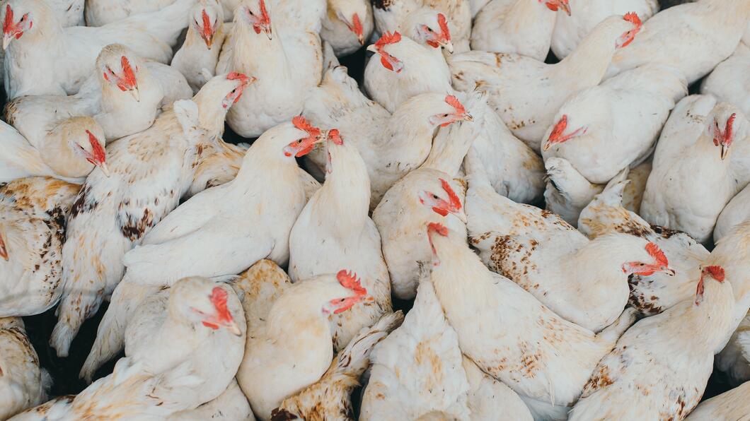 Een groep witte kippen dicht op elkaar