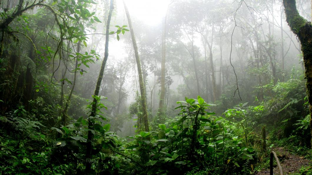 amazon-branches-dawn-environment-fern-flora-1556935-pxhere.com_.jpg