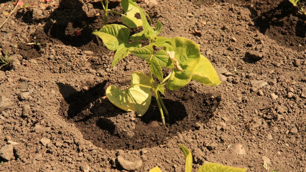 plantje.jpg