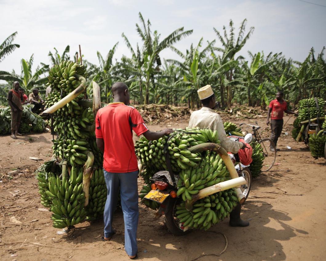 Boeren in Oeganda laden hun bananen op twee brommers