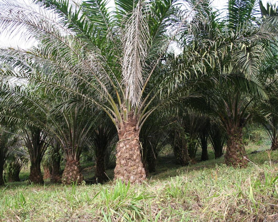 Een palmolieboom