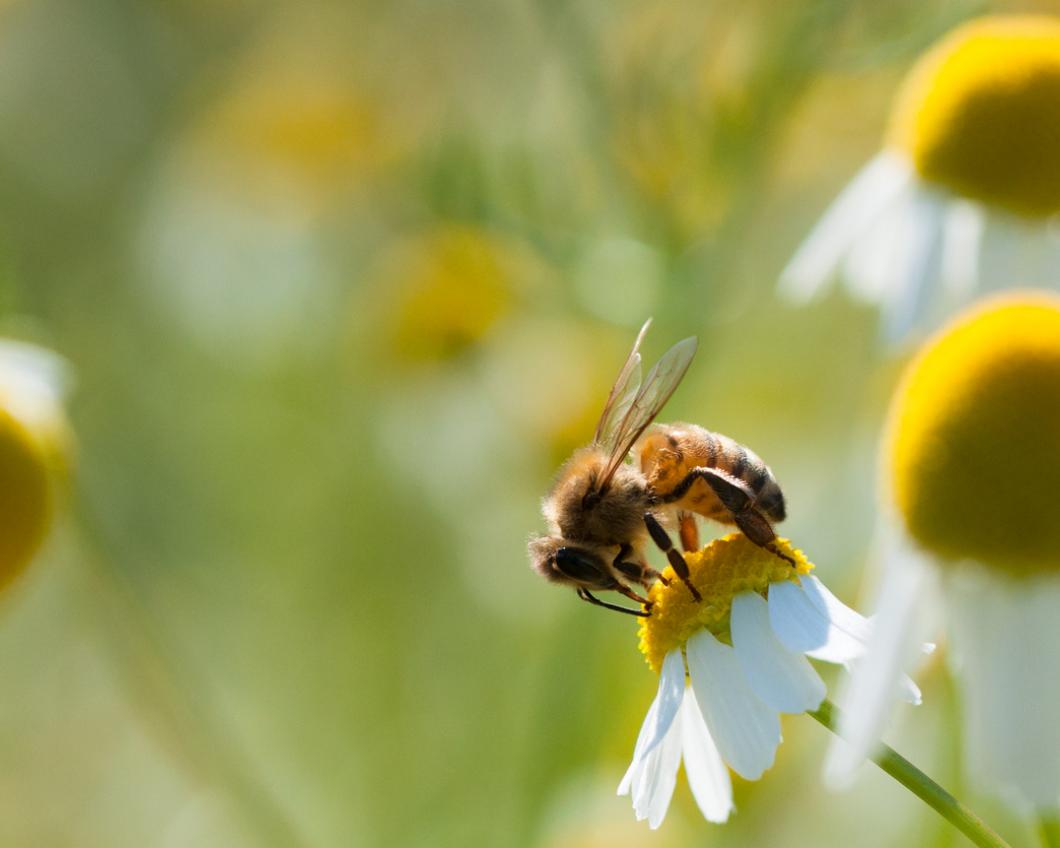 biodiversiteit