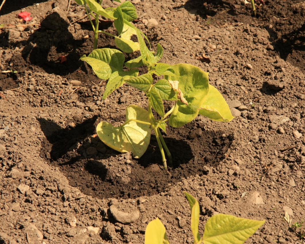 plantje.jpg