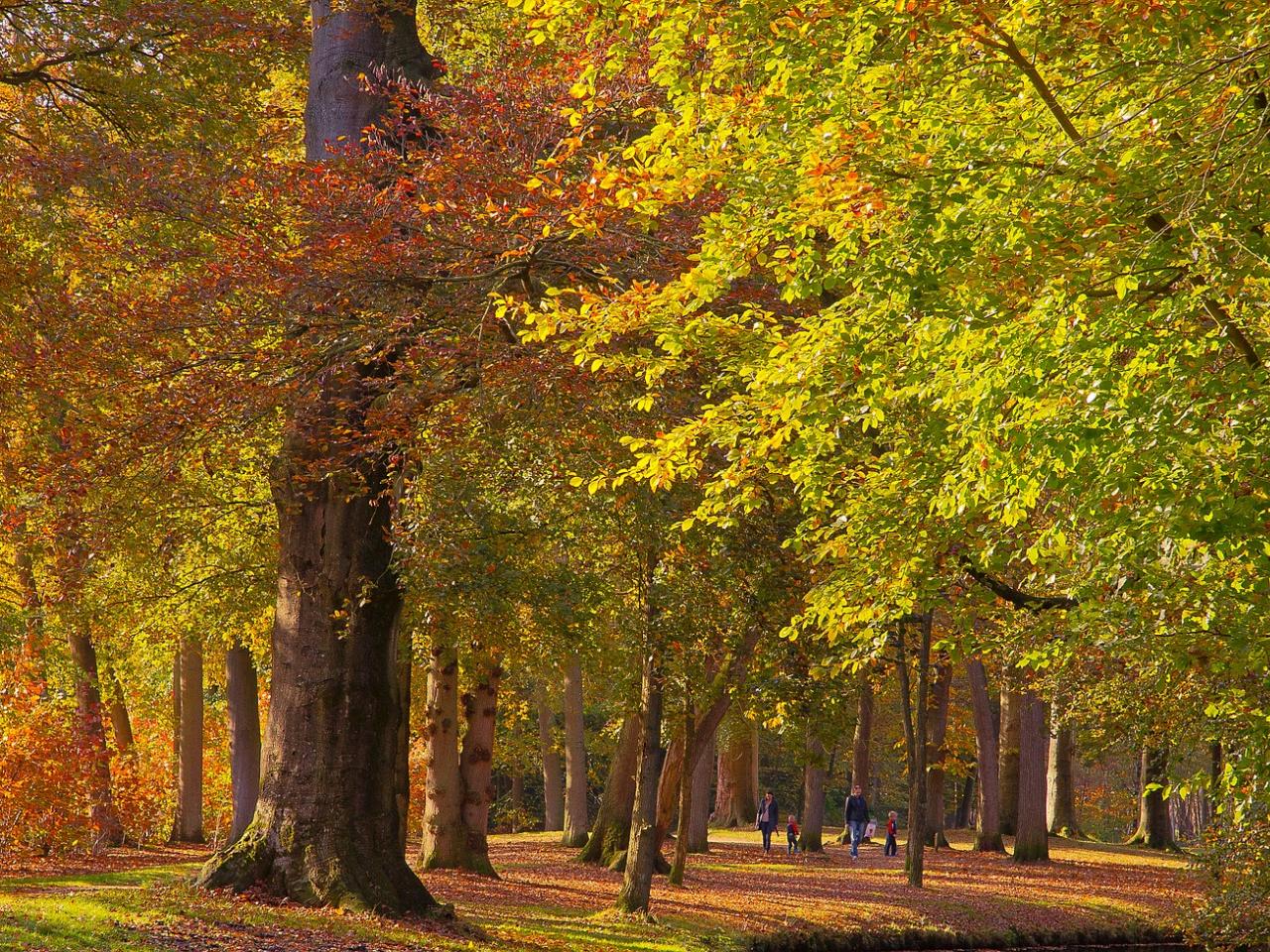 Herfstbomen in het Koningin Emmapark te Baarn