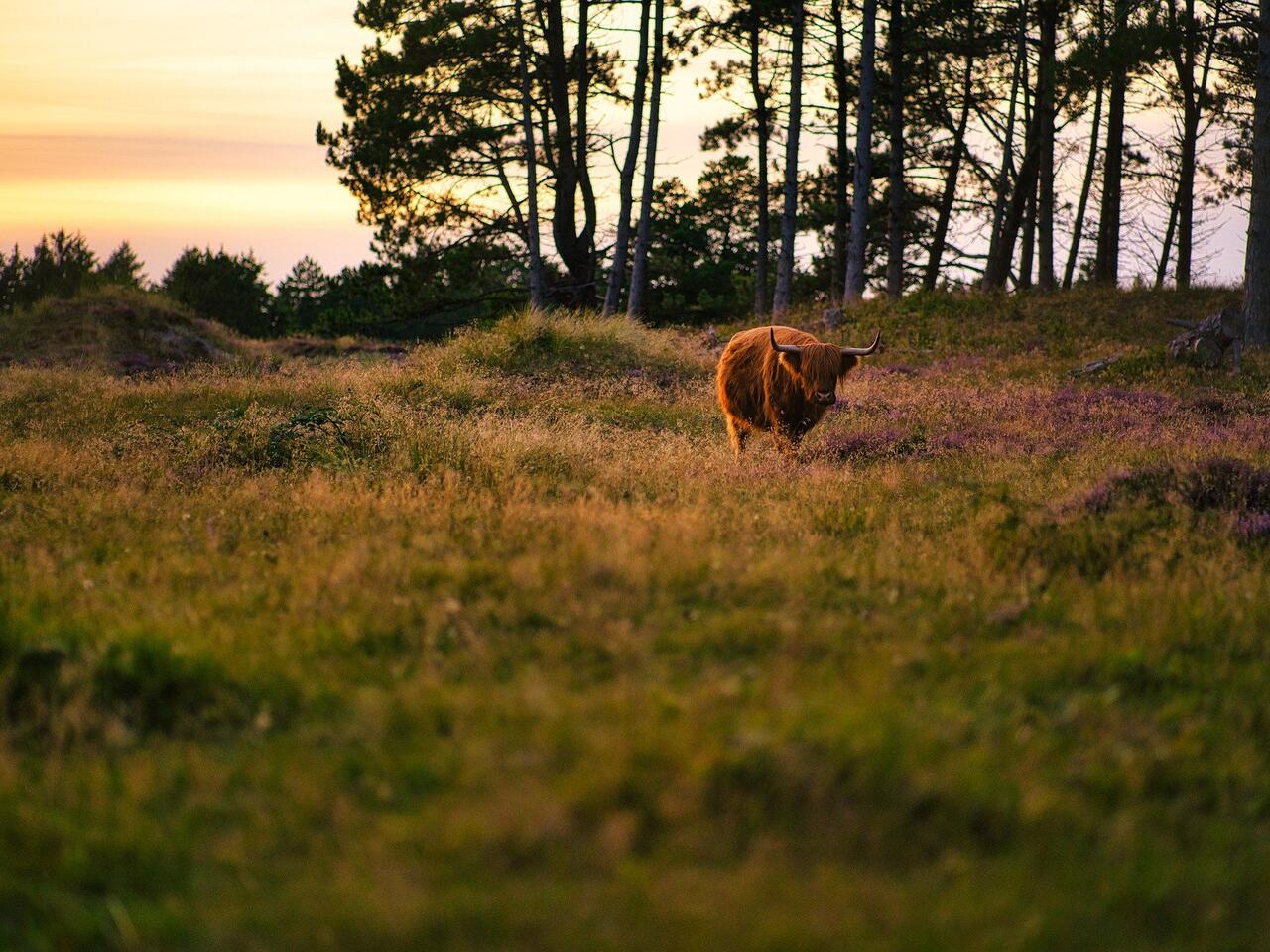 natuur dierenwelzijn