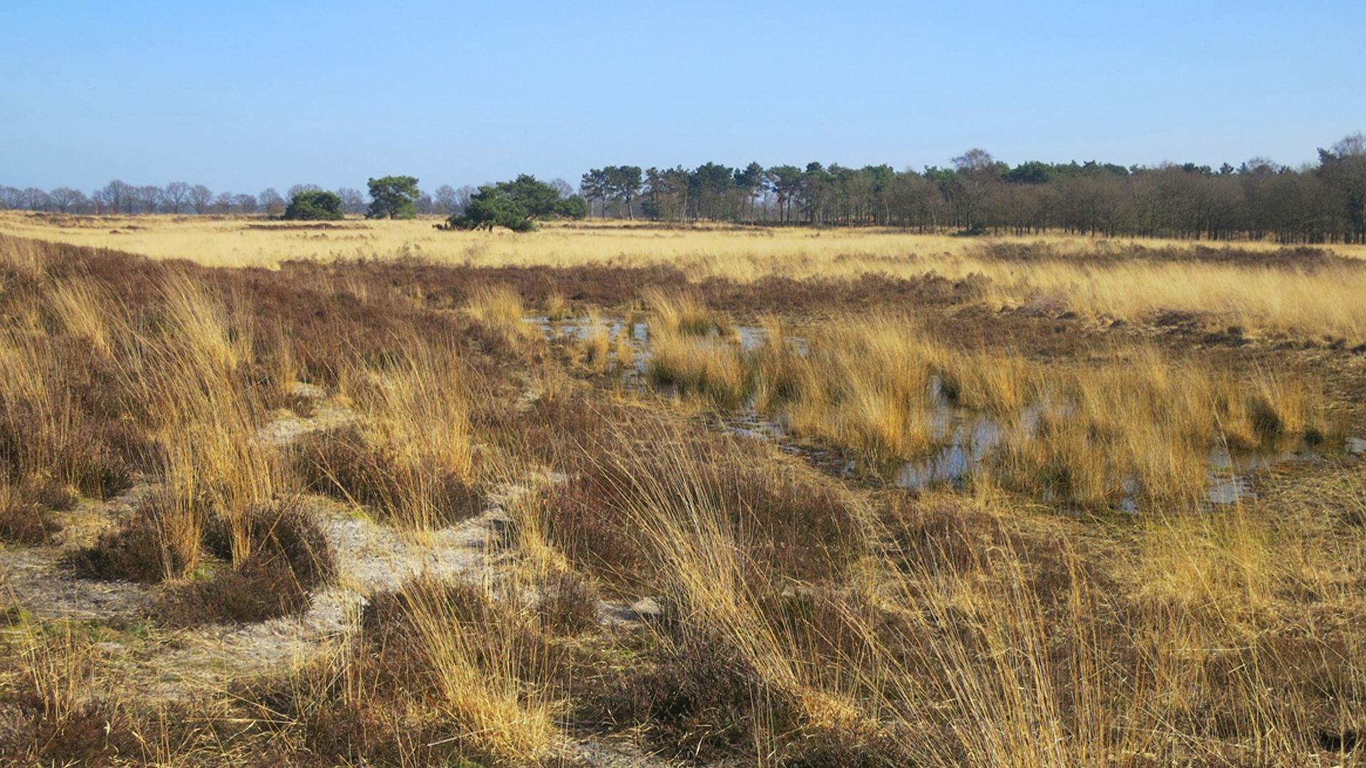 Veengebied bij de Grote Peel